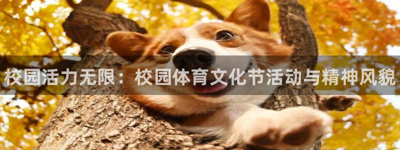 678体育官网地址：校园活力无限：校园体育文化节活动与精神风貌